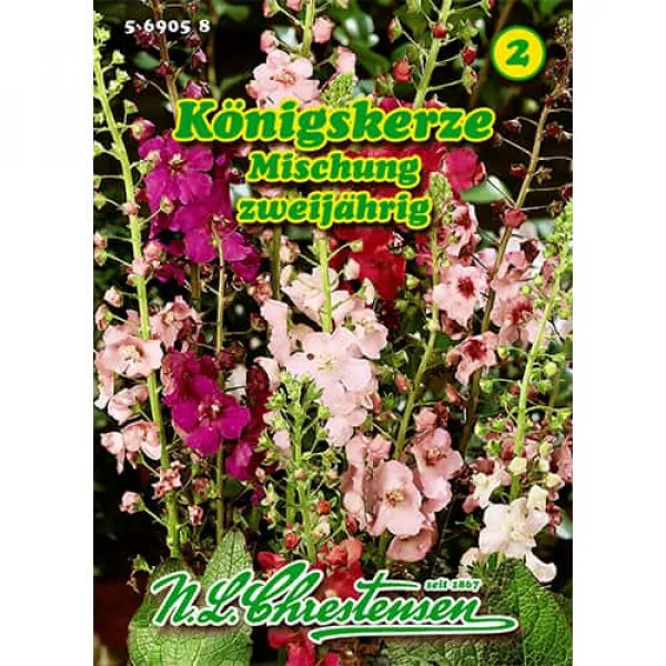 Semințe de lumânărică (Verbascum phoeniceum) mix multicolor