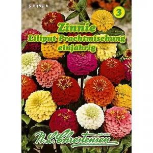 Semințe de zinnia (Cârciumăreasă) mix multicolor