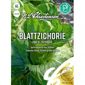 Semințe de cicoare de grădină Pan di zucchero