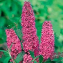 Liliac de vară Ille de France