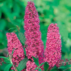 Liliac de vară Ille de France