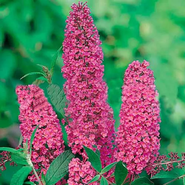 Liliac de vară Ille de France