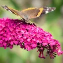 Liliac de vară Royal Red