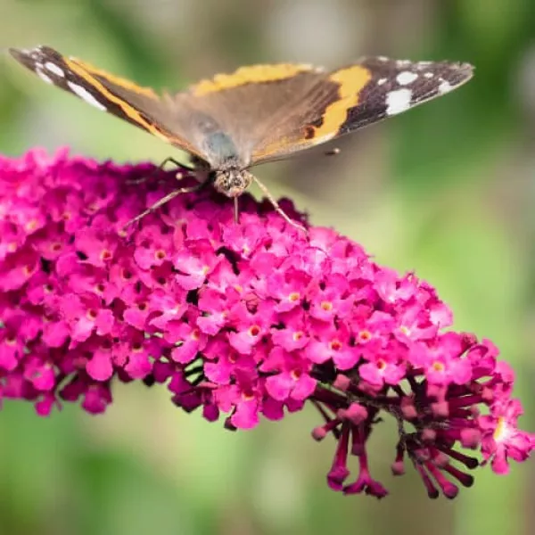 Liliac de vară Royal Red