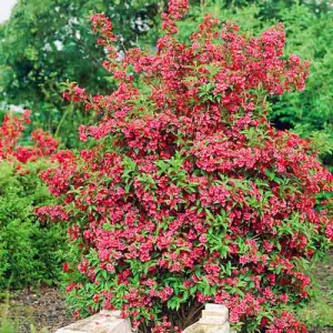 Weigela Red Prince