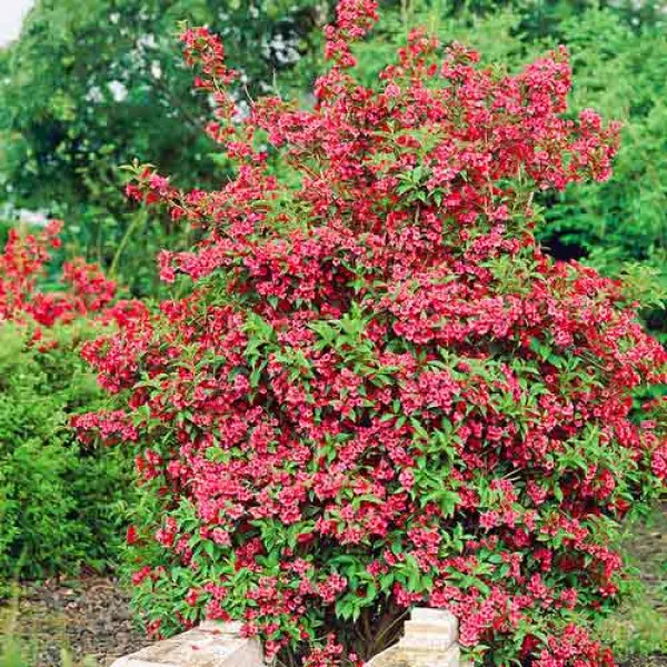 Weigela Red Prince