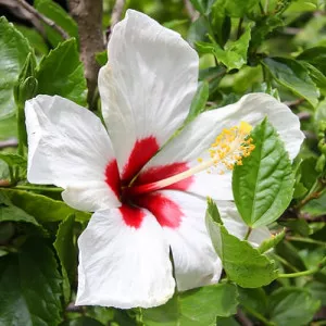 Hibiscus Red Heart