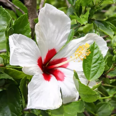 Hibiscus Red Heart