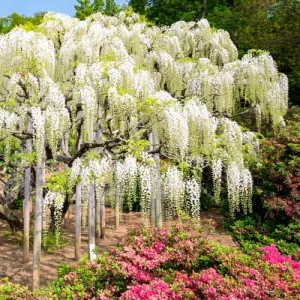 Glicină (Wisteria sinensis) Alba