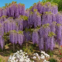 Glicină (Wisteria sinensis) Blue