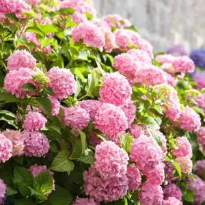 Hortensia macrophylla Bouquet Rose