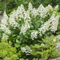 Hortensia paniculata Grandiflora