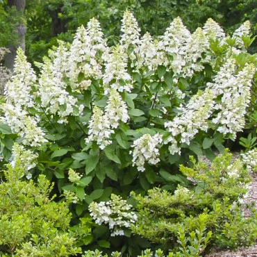Hortensia paniculata Grandiflora