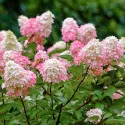 Hortensia paniculata Pink Lady