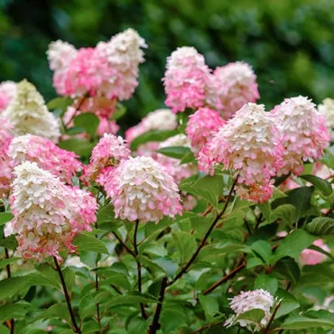 Hortensia paniculata Pink Lady