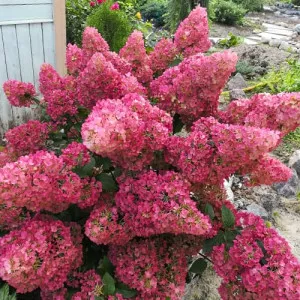 Hortensia paniculata Sunday Fraise