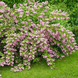 Deutzia Strawberry Fields