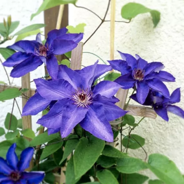 Clematis President