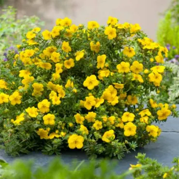 Potentilla Goldstar