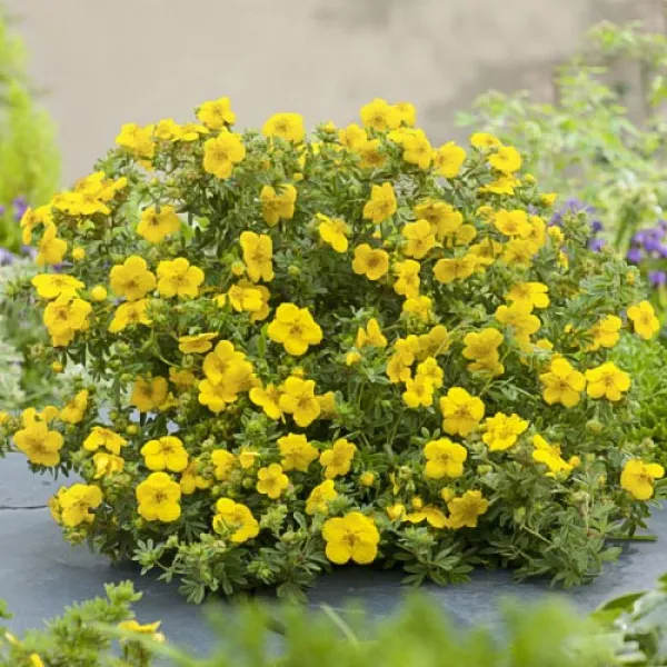 Potentilla Goldfinger