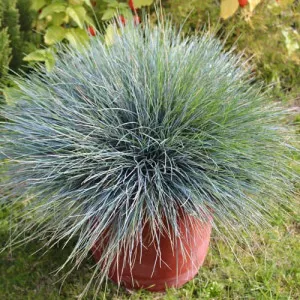 Festuca glauca (Iarbă albastră) Elijah Blue