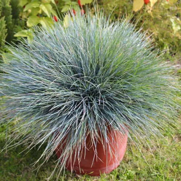 Festuca glauca (Iarbă albastră) Elijah Blue
