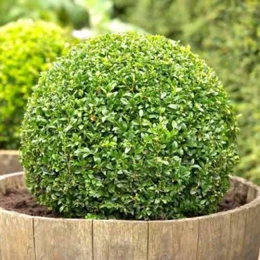 Cimişir (Buxus)