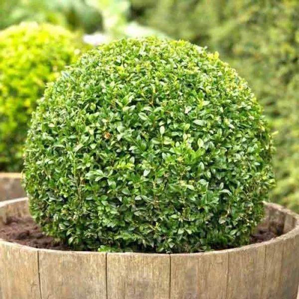 Cimişir (Buxus)