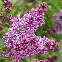 Liliac Sensation