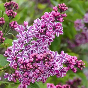 Liliac Sensation