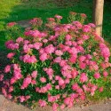Cununiță japonica Dart`s Red