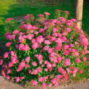 Cununiță japonica Dart`s Red