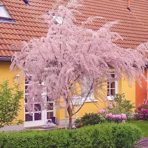 Tamarix (Tamarix parviflora)