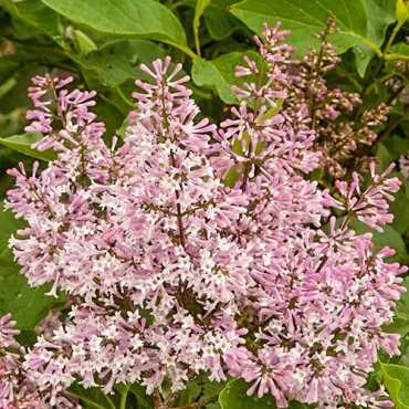 Liliac Miss Kim