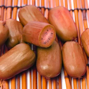 Mini kiwi Ken's Red