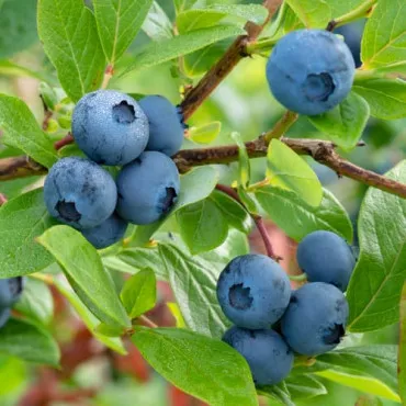 Afin Bluecrop