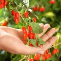 Goji gigant