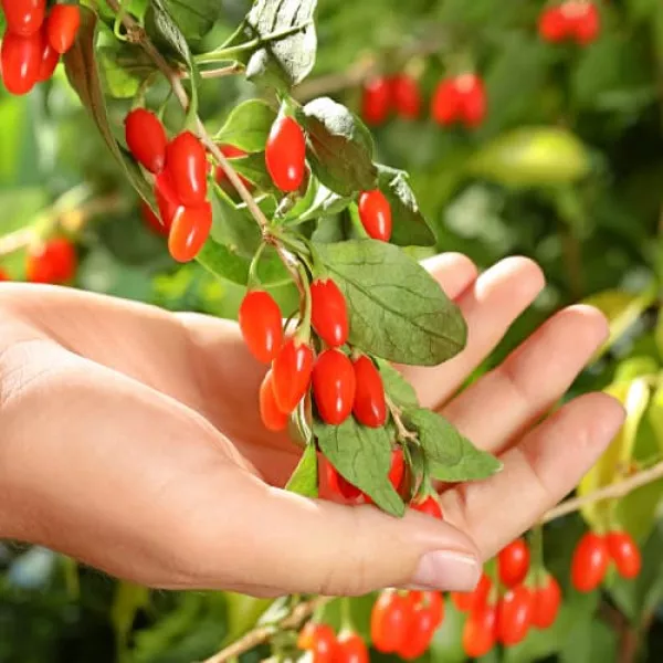 Goji gigant