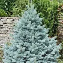 Molid argintiu Kaibab (Picea pungens Glauca Kaibab) la ghiveci C1