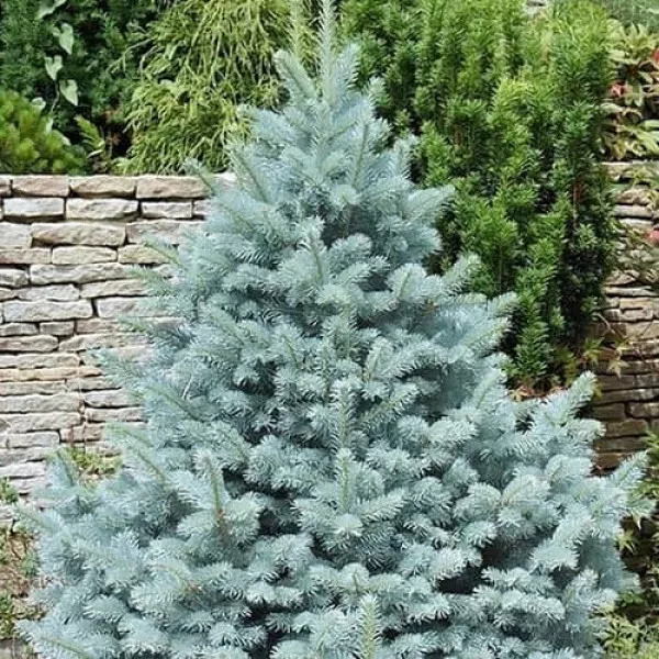 Molid argintiu Kaibab (Picea pungens Glauca Kaibab) la ghiveci C1