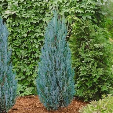 Ienupăr columnar Blue Arrow