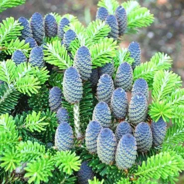Brad coreean (Abies koreana) la ghiveci C1