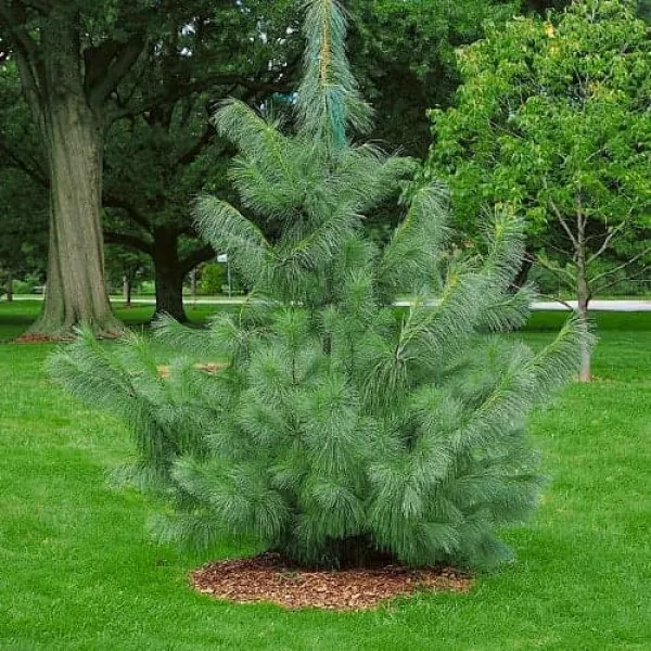 Pin de Himalaya