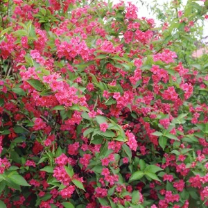 Weigela Bristol Ruby