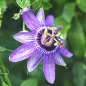 Floarea Pasiunii (Passiflora) Lavender Lady