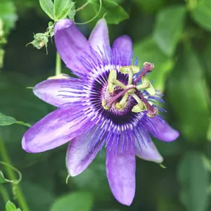 Floarea Pasiunii (Passiflora) Lavender Lady