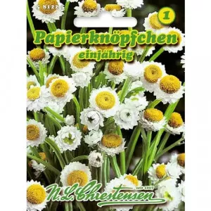 Semințe de ammobium alatum (Imortele)