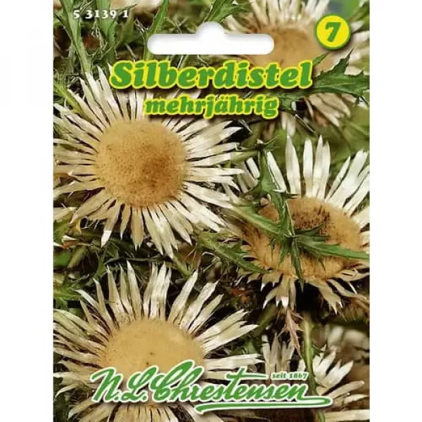 Semințe de ciurul zânelor (Carlina aucaulis)