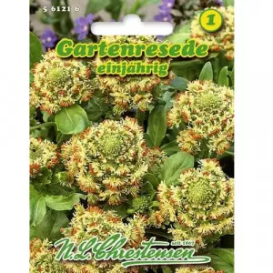 Semințe de reseda odorata