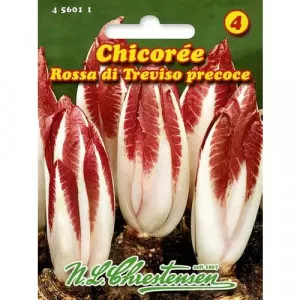 Semințe de cicoare roșie (radicchio) Rossa di Treviso Precoce